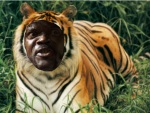 A tiger with the face of Samuel L. Jackson (Jiger)